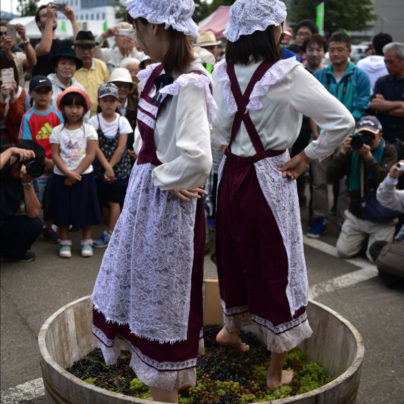 🍷 후라노 와이너리 (후라노시 포도 과수 연구소) 이미지 9